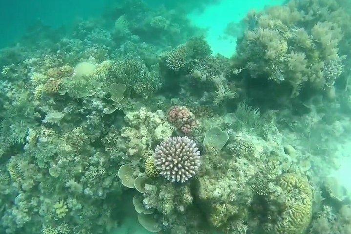 ミサリ島でシュノーケリング