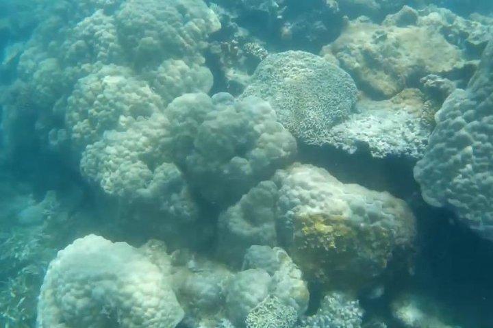 ミサリ島でシュノーケリング