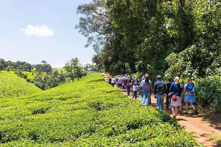 Heldags Kiambethu te gårdstur fra Nairobi med frokost