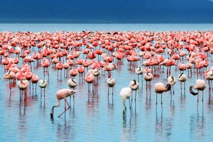 ナイロビからボゴリア湖とナクルへの2日間のフラミンゴツアー