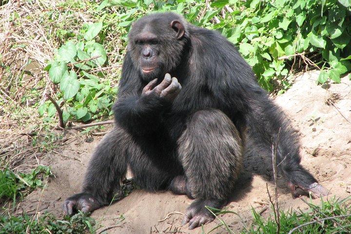 ナイロビからのOl Pejeta Conservancy Guided Day Tour