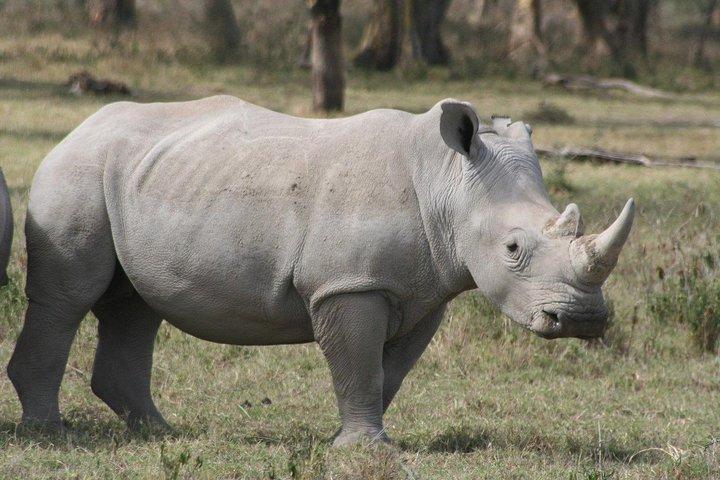 ナイロビからのOl Pejeta Conservancy Guided Day Tour
