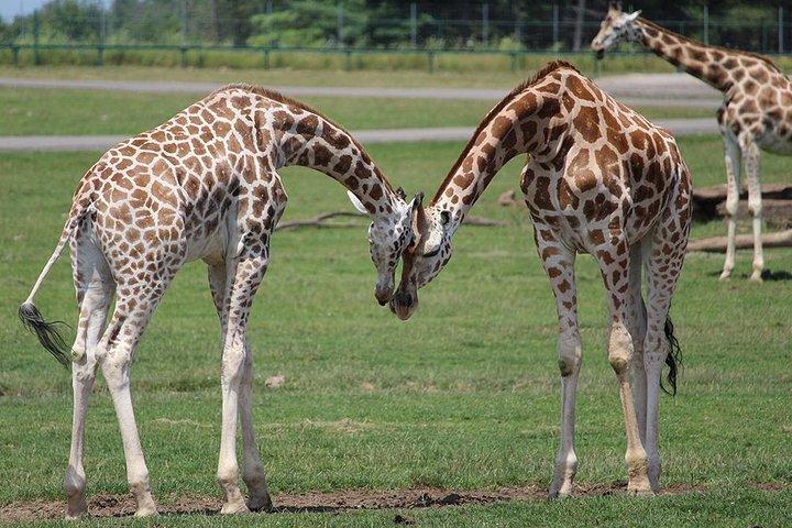 ナイロビからのOl Pejeta Conservancy Guided Day Tour