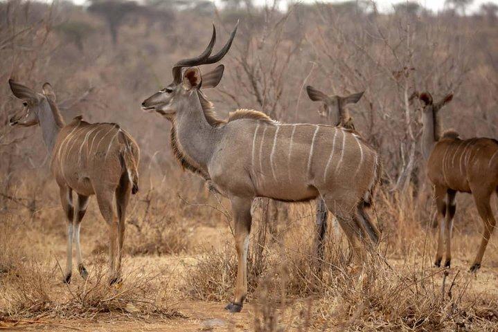 10-tägige Natur-Wildlife-Erlebnis-Safari mit Bootsfahrt