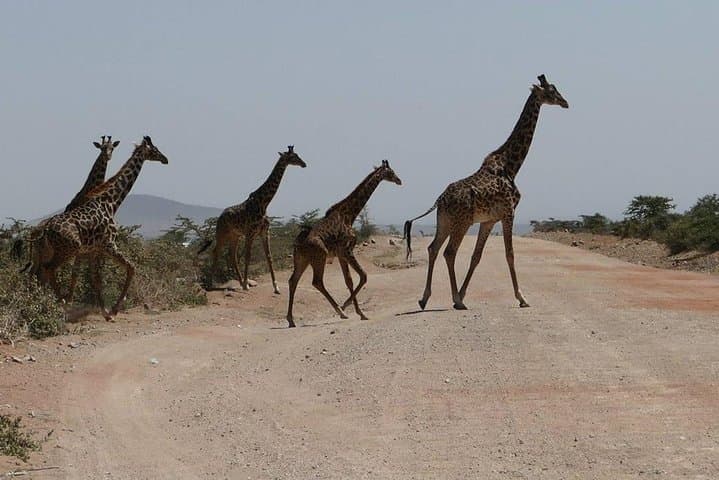 Nairobi tour and giraffe centre