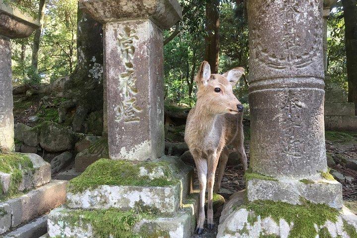 Nara Private Tour : Highlights & versteckte Juwelen mit Ortskundiger Reiseleiter