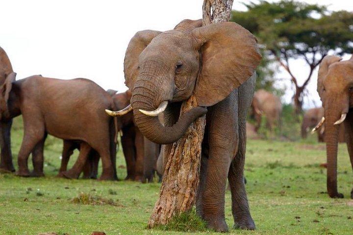 Nakuru y Naivasha Lake Maasai Mara Safari privado de 5 días