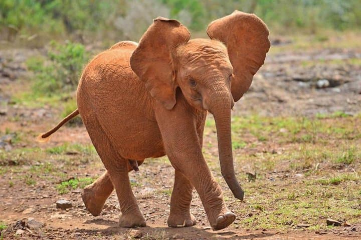 Elephant Orphanage Half-Day Tour from Nairobi
