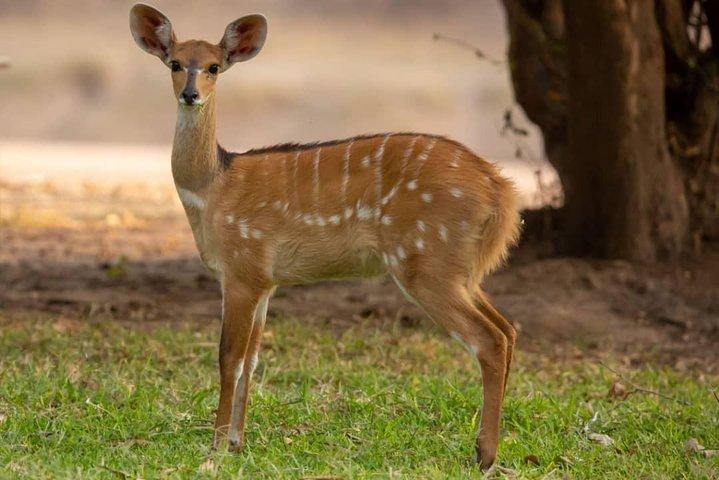 6 dias Mikumi, Udzungwa, Nyerere com Masai, barco e caminhada.