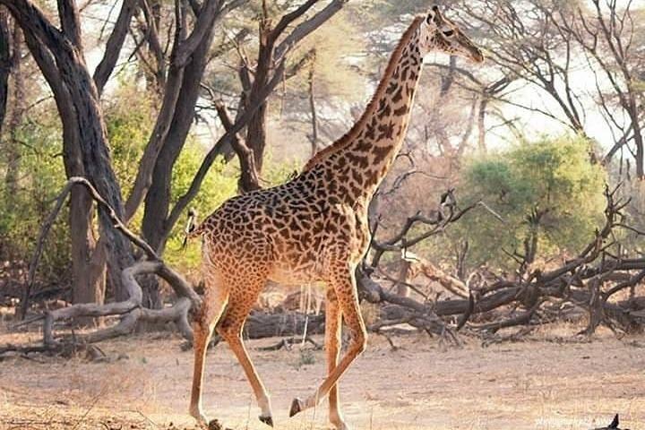 6 dias Mikumi, Udzungwa, Nyerere com Masai, barco e caminhada.