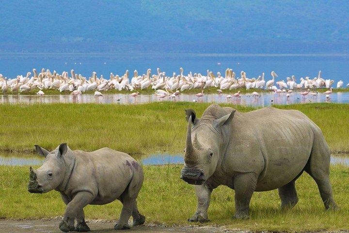 Parco nazionale del lago Nakuru con giro in barca gratuito