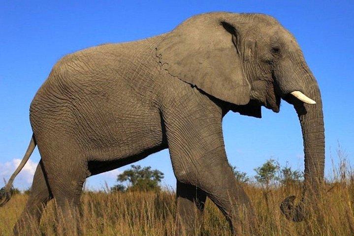ダーバン発3日間のイシマンガリソ湿地とシュシュルウェ・インフォロジツアー