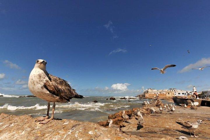 Desde Marrakech: tour compartido a Essaouira