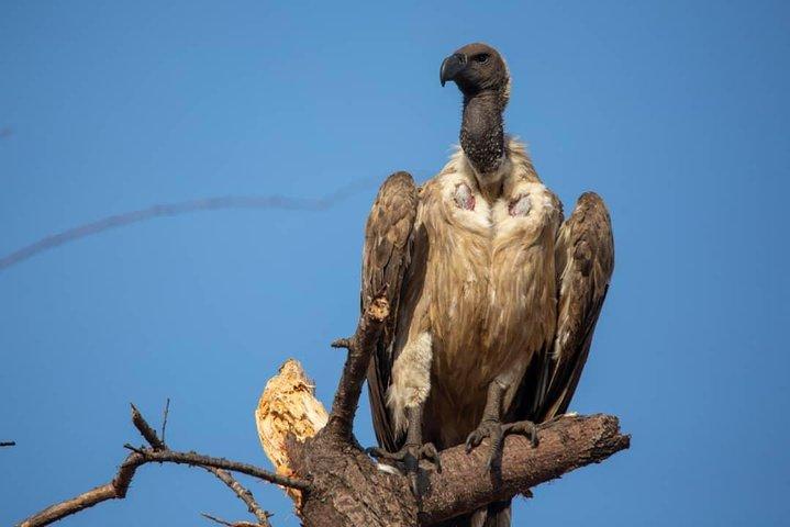 Experiencia de vida silvestre de 10 días en el norte de Tanzania