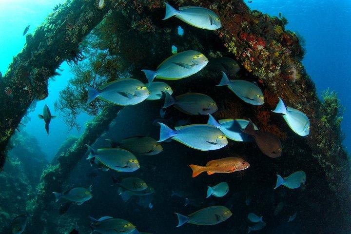 Ontdek duiken in Tulamben - Duikinitiatie op de beste duiklocaties van Bali