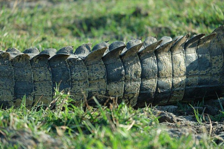 5-dages mobilcampingsafari i Botswana med guide