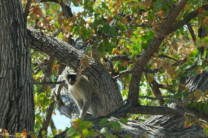 Safari di 15 giorni a piedi dal Botswana