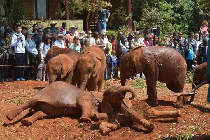Elephant Orphanage Half-Day Tour from Nairobi