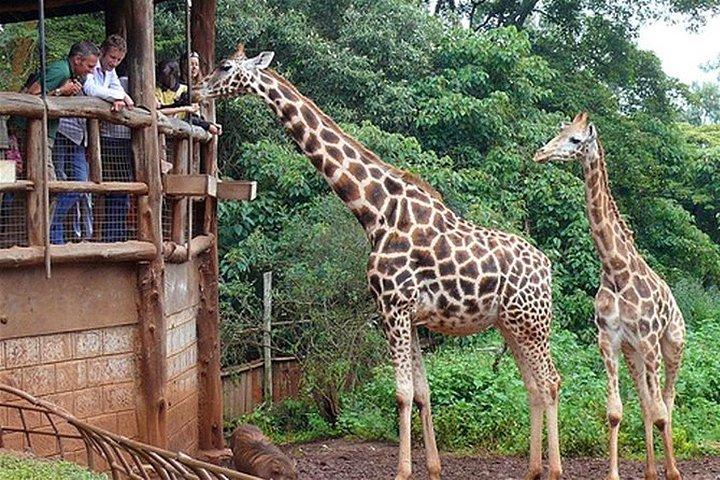 ナイロビからのキリンセンター半日ガイド付きツアー