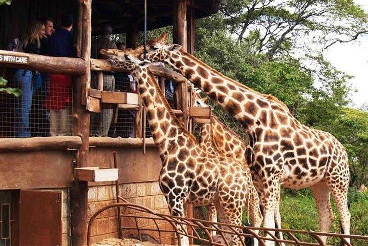 Tour di un'intera giornata al Parco Nazionale di Nairobi, al Centro Giraffe e al Museo Nazionale