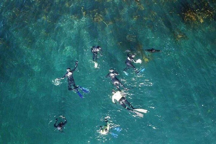 Animal Ocean Safaris