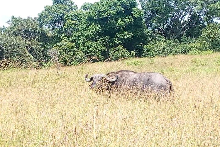 2 Days Maasai Mara National Reserve Safari from Nairobi