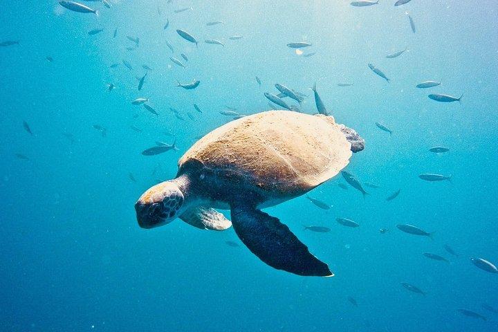 PROVA SCUBA DIVING con un istruttore dedicato