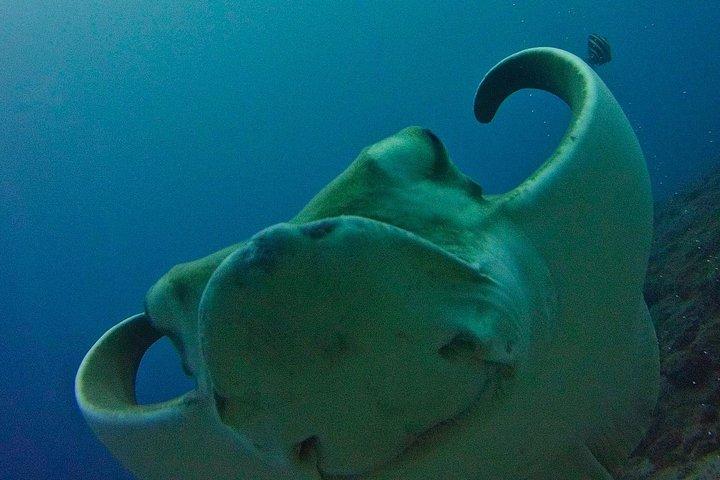 PROVA SCUBA DIVING con un istruttore dedicato