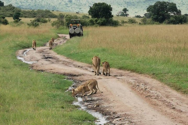 2 Days Maasai Mara National Reserve Safari from Nairobi