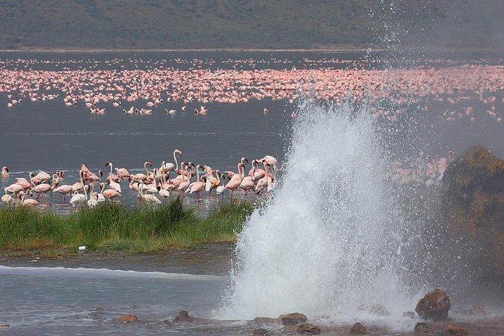 Visite Flamingo de 2 jours aux lacs Bogoria et Nakuru au départ de Nairobi
