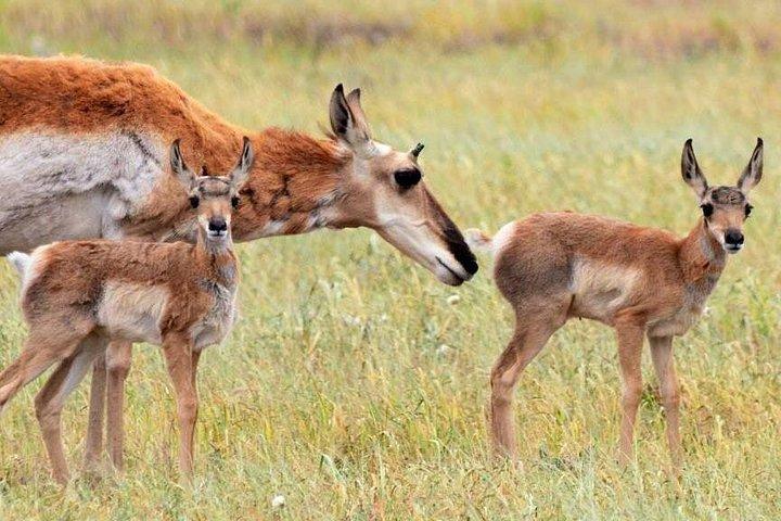 ジャクソン発：グランドティトンの野生動物と風景を巡る 1 日ツアー (ランチ付き)