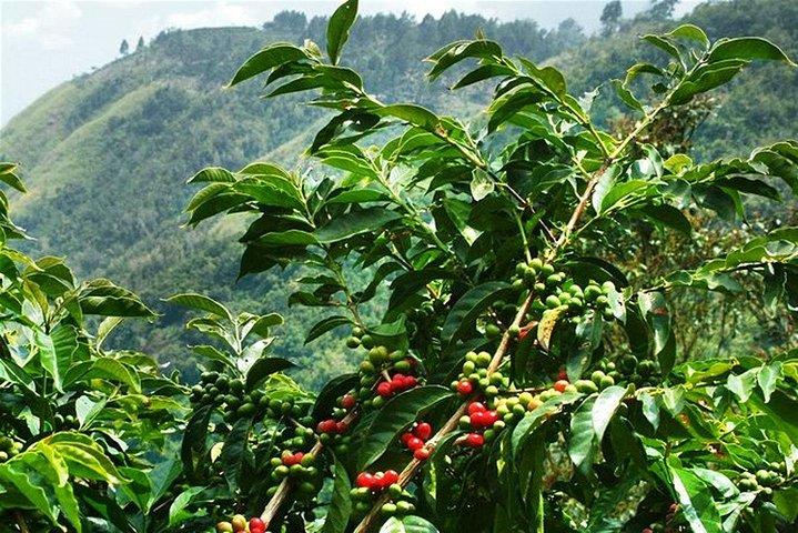 Blue Mountains Coffee Private Tour von Kingston