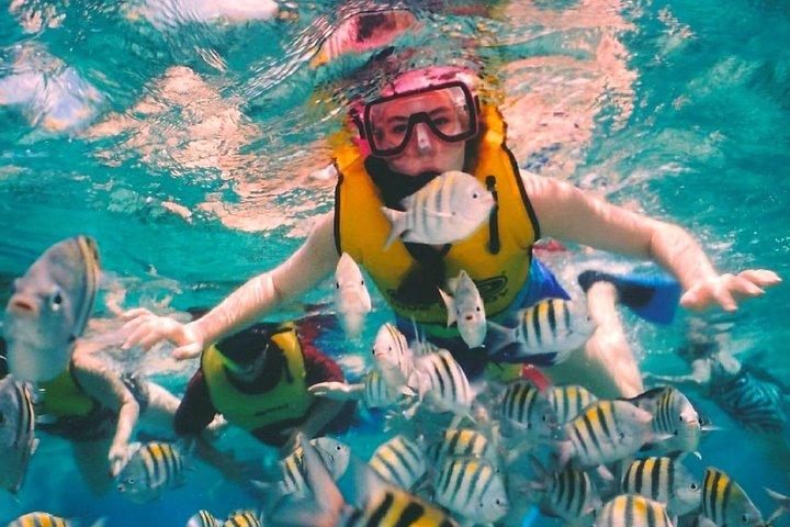 コズメル・エル・シエロ礁、パランカー、コロンビアでシュノーケリングとスイミング