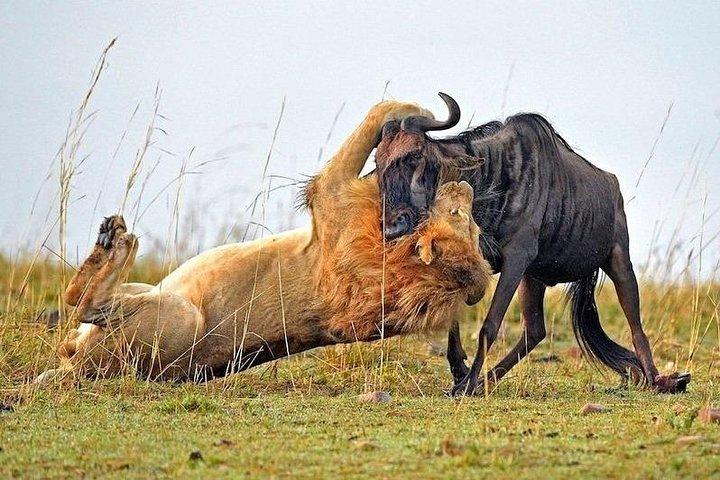 宿泊付きのナイロビからのケニアの7日間のサファリツアー