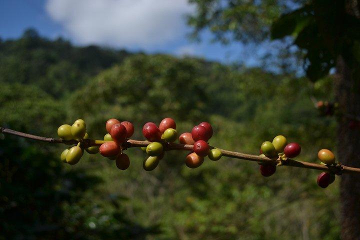 Private La Victoria Kaffeetour – Wasserfälle & Minca
