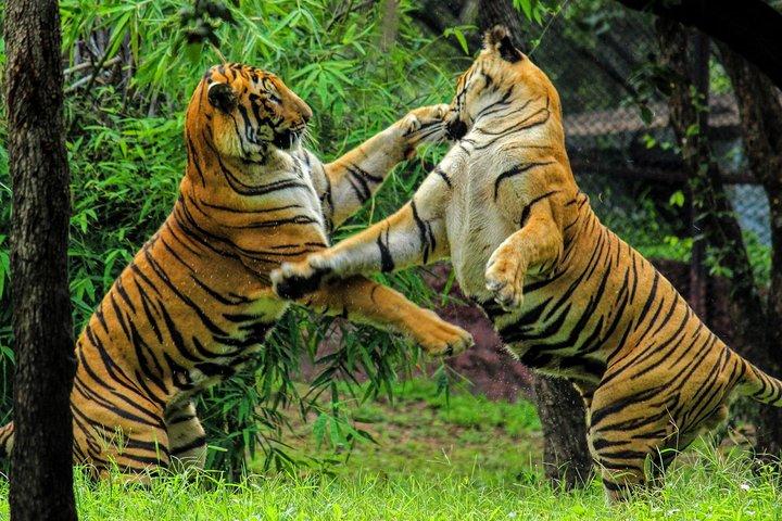 Biglietti Ranthambore Tiger Safari con trasferimenti opzionali