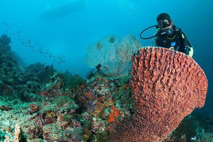 ヌサレンボンガンの5つの楽しいダイビング（認定ダイバー向け）-モラモラと一緒に泳ぐ