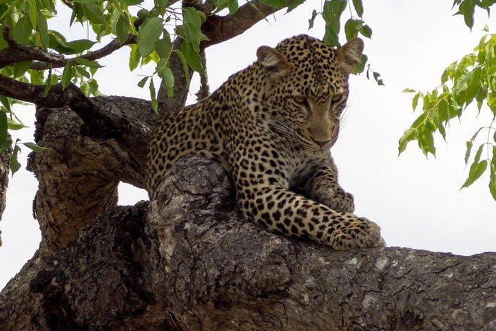 Experiencia de vida silvestre de 10 días en el norte de Tanzania