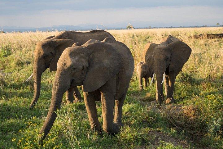 Experiencia de vida silvestre de 10 días en el norte de Tanzania