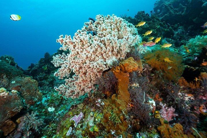 Open Water + Advanced Course - Premium Certification-pakke i Tulamben
