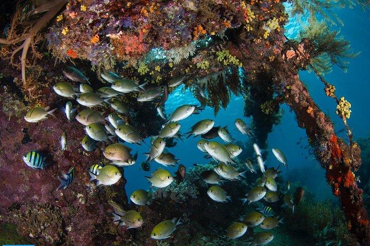 Open Water + Advanced Course - Premium Certification-pakke i Tulamben