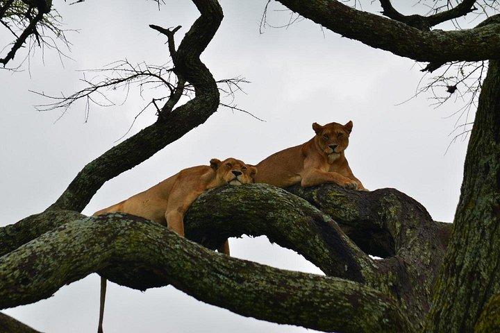 7-Day Serengeti Wildebeest Migration Camping Safari