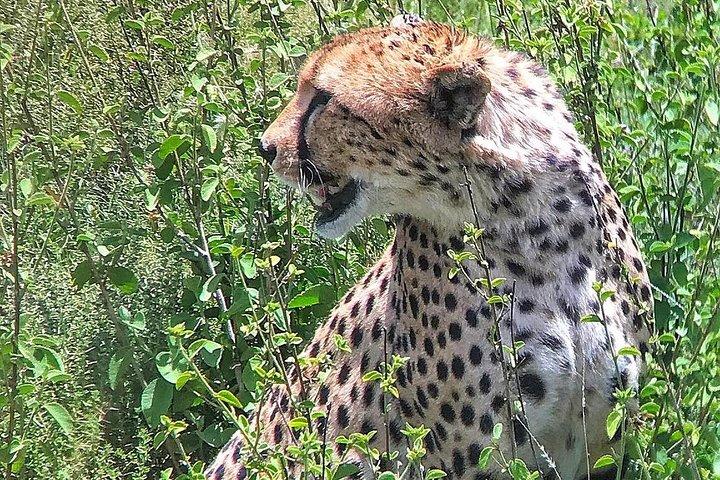 ナクルとナイバシャ湖マサイマラ5日間のプライベートサファリ