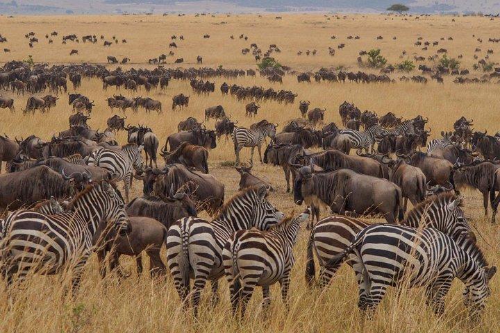 3-dages Jeep Safari Tour i Maasai Mara fra Nairobi