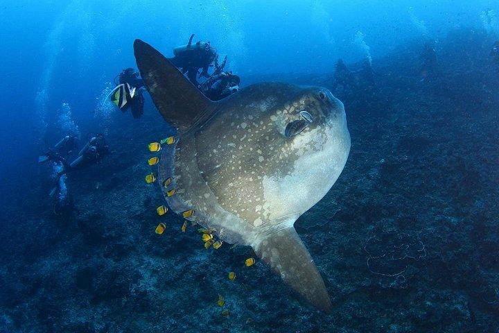 レンボンガン島での 2 日間のスキューバ ダイビング体験 - スキューバ 入門