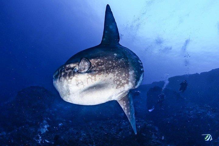 レンボンガン島での 2 日間のスキューバ ダイビング体験 - スキューバ 入門