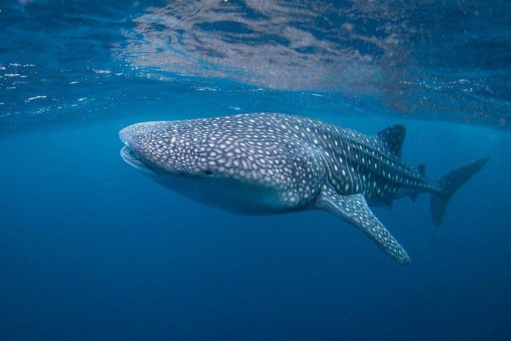 オープンウォーター+上級コース-ヌサレンボンガンのプレミアム認定パッケージ
