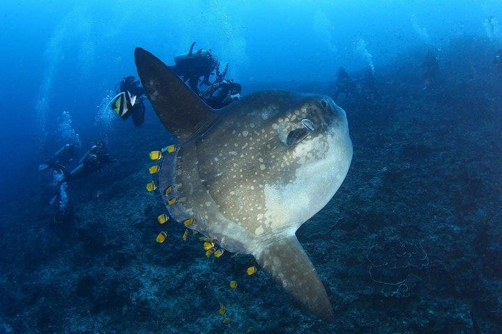 7 leuke duiken in Nusa Lembongan (voor gecertificeerde duikers) - Premium Value-pakket