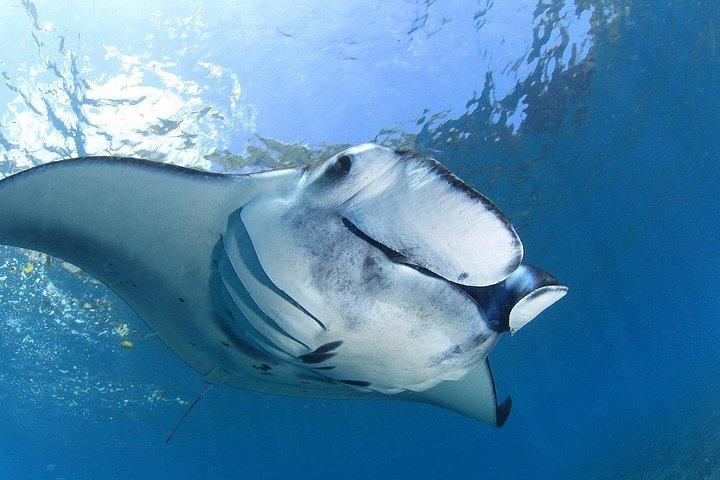 ヌサレンボンガンの7つのファンダイブ（認定ダイバー向け）-プレミアムバリューパッケージ