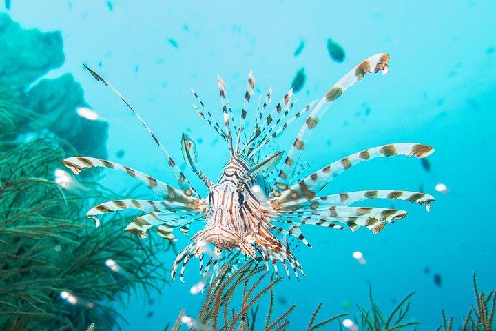 オープンウォーター+上級コース-ヌサレンボンガンのプレミアム認定パッケージ